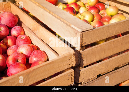 Scatole di legno con mature mele rosse in una giornata di sole Foto Stock