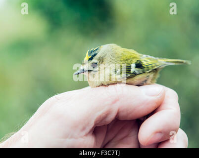 Uccello di ronzio Foto Stock