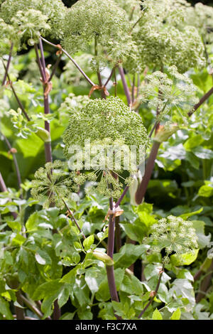 Angelica seedpods all'inizio dell'estate. Foto Stock