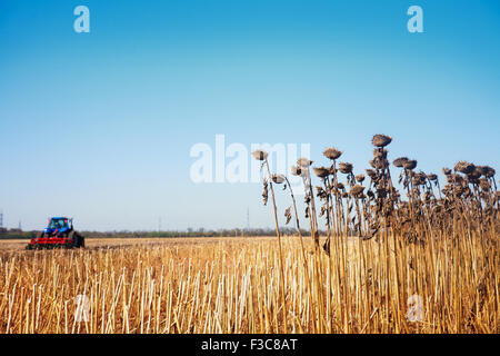 Rimane del raccolto e il trattore lontano dal campo contro il cielo blu Foto Stock