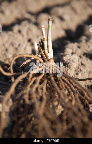 Giovani freschi di radice di asparagi Foto Stock