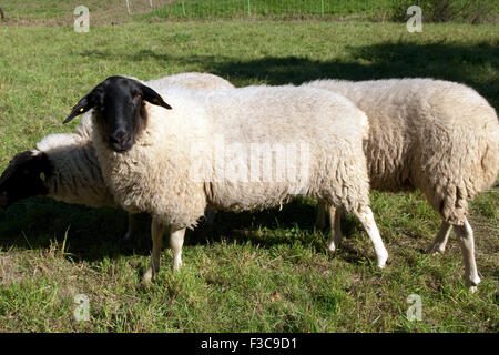 Rhoenschafe, gefaerdete, Schafrasse Foto Stock