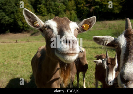 Thueringer, Waldziege, Bedrohte, gefaehrdet, Ziegenrasse, Foto Stock