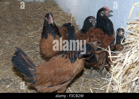 Vorwerkhuehner; Vorwerkhuhn; Haushuhnrasse; Foto Stock