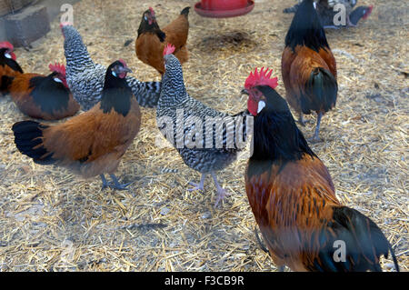 Vorwerkhuehner; Vorwerkhuhn; Haushuhnrasse; Foto Stock