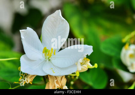 Snowy Orchid Foto Stock