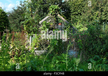 Il fogliame sovradimensionate che cresce su serra in allotment garden Foto Stock