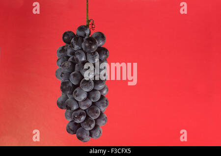 Grappolo di uva scuro si blocca su uno sfondo luminoso Foto Stock
