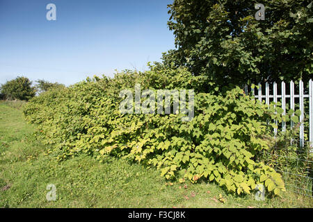 Knotweed giapponese, boccole, foglie e blossom nel campo accanto alla diga ferroviaria. Foto Stock