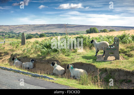 Pecore Swaledale vicino a Goathland, quattro posa in un fosso per ombreggiare gli altri graffi si torna su un sedile. Foto Stock