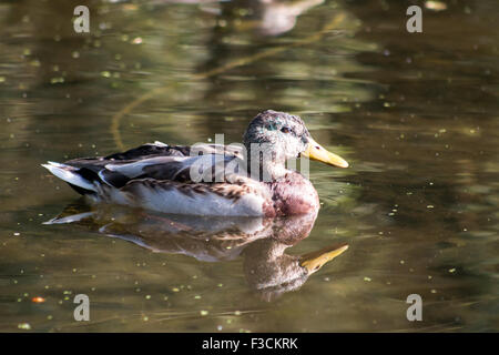 Femmina adulta Mallard Duck nuotare nello stagno. La riflessione dalla superficie. Foto Stock