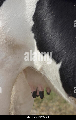 Colpo verticale di una vacca di appendere le tettarelle/ mammelle, corpo e gambe posteriori Foto Stock