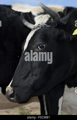 Veduta laterale di una vacca di fronte closeup. Foto Stock