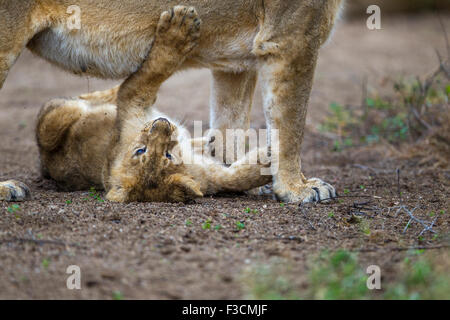 Indian Lions Cub in un giocoso azione [Panthera leo persica] presso il Gir Forest, Gujarat, India. Foto Stock