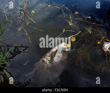 Un pesce morto galleggiante nel fiume inquinato acqua Foto Stock