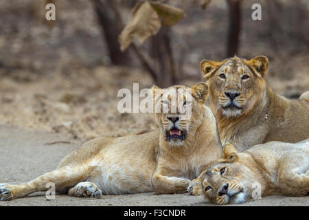 Indiano asiatico Lions [Panthera leo persica] orgoglio di Gir Forest, Gujarat, India. Foto Stock