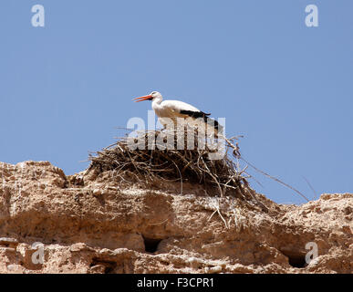 Stork in piedi sul nido su una delle alte pareti dello storico Palazzo El Badi a Marrakech, Marocco Foto Stock