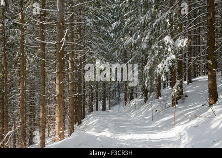 Österreich, Niederösterreich, Lackenhof am Ötscher, Waldweg im inverno Foto Stock