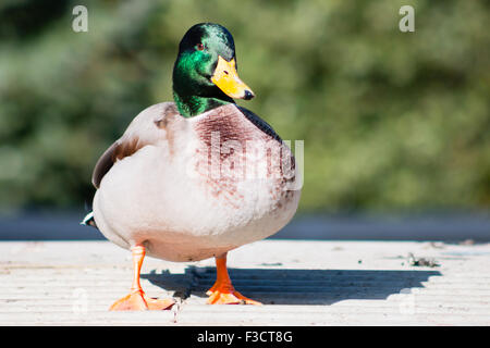 Maschio adulto Mallard drake in piedi sul marciapiede. Foto Stock