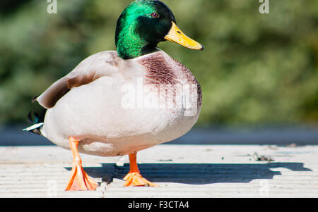 Maschio adulto Mallard drake in piedi sul marciapiede. Foto Stock