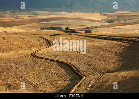 Terreni agricoli di laminazione nella regione di Overberg vicino Villiersdorp, Western Cape, Sud Africa Foto Stock