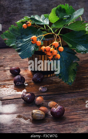 Miniatura cucchiaio di legno con ramoscelli e Rowan bacche sullo sfondo di autunno di castagne e ghiande Foto Stock
