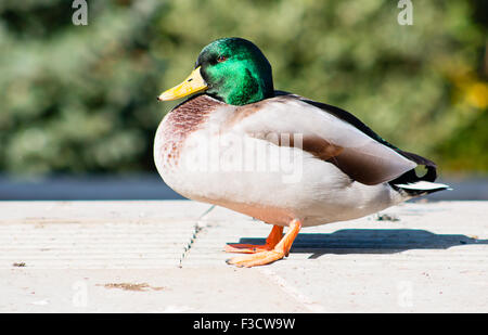 Maschio adulto Mallard drake in piedi sul marciapiede. Foto Stock