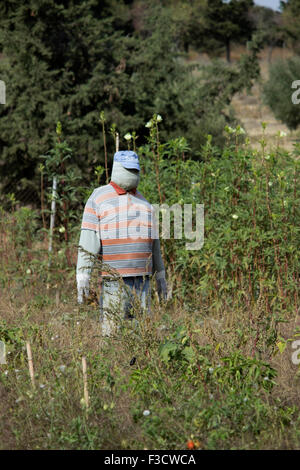 Copyspace verticale colpo di un jack-paglia in piedi tra le colture in un greco dell'agricoltore patch di melone. Lemnos Island, Grecia Foto Stock