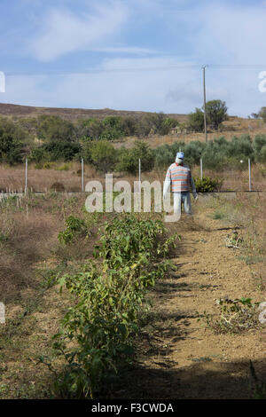 Copyspace verticale colpo di un permanente bugaloo tra colture in un greco dell'agricoltore patch di melone. Lemnos Island, Grecia Foto Stock