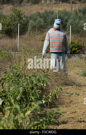 Copyspace verticale colpo di un permanente strawman tra colture in un greco dell'agricoltore patch di melone. Lemnos Island, Grecia Foto Stock