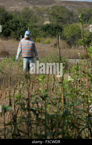 Copyspace verticale colpo di una paglia-uomo in piedi tra le colture in un greco dell'agricoltore patch di melone. Lemnos Island, Grecia Foto Stock