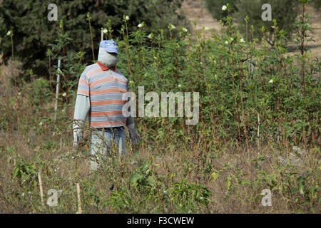 Copyspace verticale colpo di una paglia-uomo in piedi tra le colture in un greco dell'agricoltore patch di melone. Lemnos Island, Grecia Foto Stock