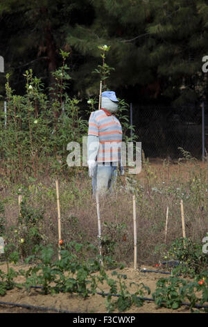 Copyspace verticale colpo di uno spaventapasseri in piedi tra le colture in un greco farmer's Vineyard. Lemnos Island, Grecia Foto Stock