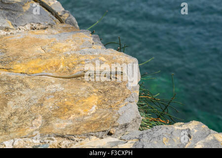 Lizard a prendere il sole su una roccia accanto all'oceano Foto Stock