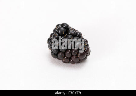 Un blackberry (Rubus fruticosus), visualizzata sul tavolo bianco Foto Stock