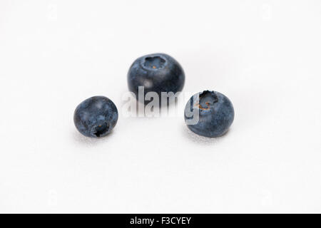 Alcuni huckleberries blu (vaccinium myrtillus), visualizzata su un tavolo bianco Foto Stock