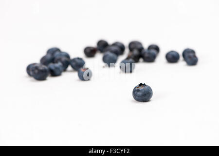 Alcuni huckleberries blu (vaccinium myrtillus), visualizzata su un tavolo bianco Foto Stock