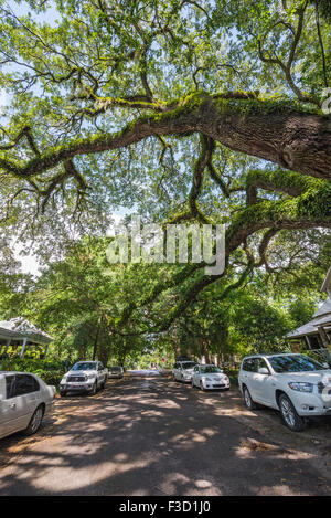 Tree ombreggiata strada residenziale in una piccola città. Foto Stock