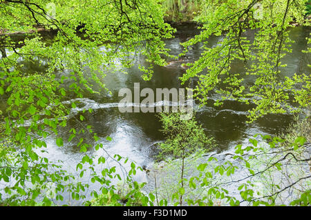 Il fiume Findhorn in primavera nei pressi di Logie Steading, murene, Scozia. Foto Stock