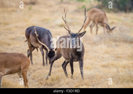 Wild South Texas cervi sika buck. Noto anche come il giapponese o il cervo maculato. Foto Stock