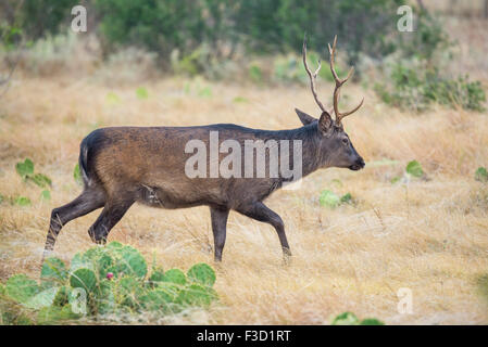 Wild South Texas cervi sika buck. Noto anche come il giapponese o il cervo maculato. Foto Stock