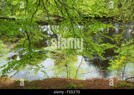 Il fiume Findhorn in primavera nei pressi di Logie Steading, murene, Scozia. Foto Stock