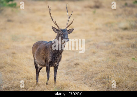 Wild South Texas cervi sika buck. Noto anche come il giapponese o il cervo maculato. Foto Stock