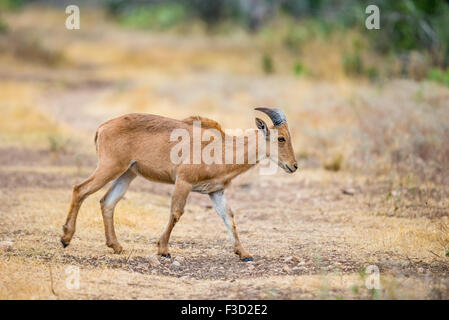 Texas Aoudad selvatici o di mufloni agnello Foto Stock