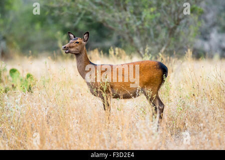 Wild South Texas cervi sika doe. Noto anche come il giapponese o il cervo maculato. Foto Stock