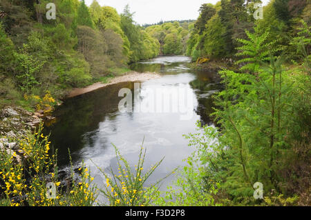 Il fiume Findhorn in primavera nei pressi di Logie Steading, murene, Scozia. Foto Stock