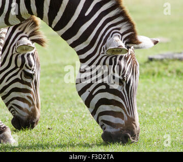Il ritratto di zebre mangiare l'erba verde sul campo Foto Stock