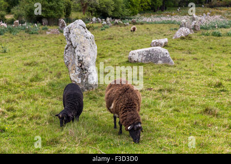 Pecore Alignements Kermario megalitico pietre permanente Neolitico Carnac Morbihan Bretagna francese Francia Europa Foto Stock
