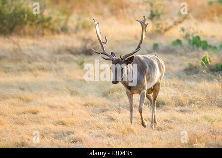 Wild South Texas cioccolato daini buck Foto Stock