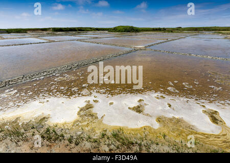 Le saline di Salines Marais Salants Guerande Loire Atlantique Francia Europa Foto Stock